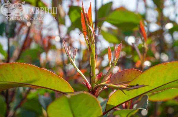 саженцы Фотиния