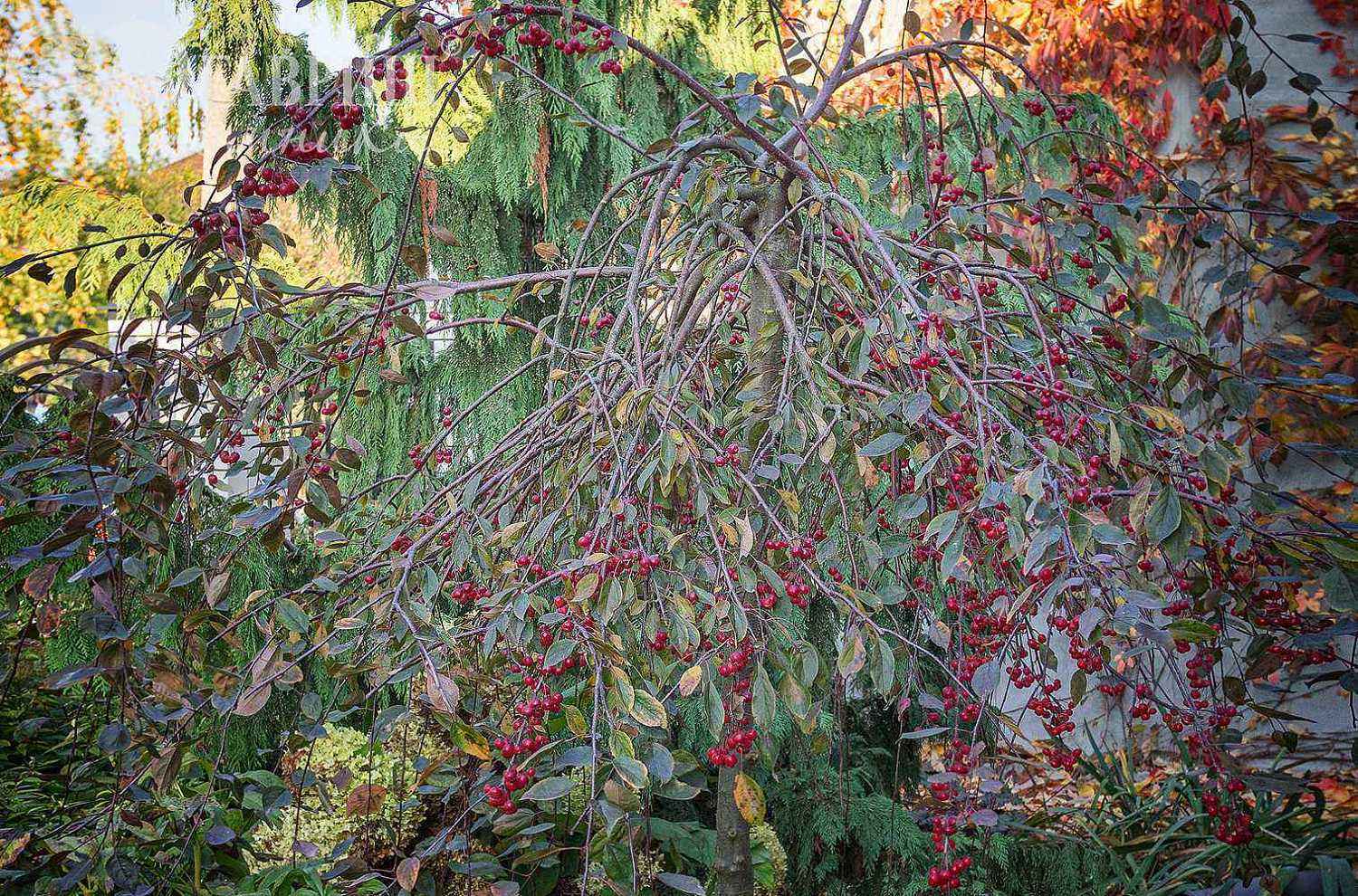 Яблоня Royal Beauty