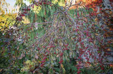 Саженцы яблоня royal beauty