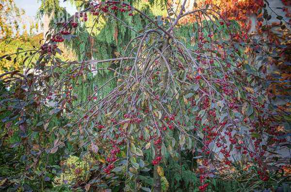 Саженцы яблоня royal beauty