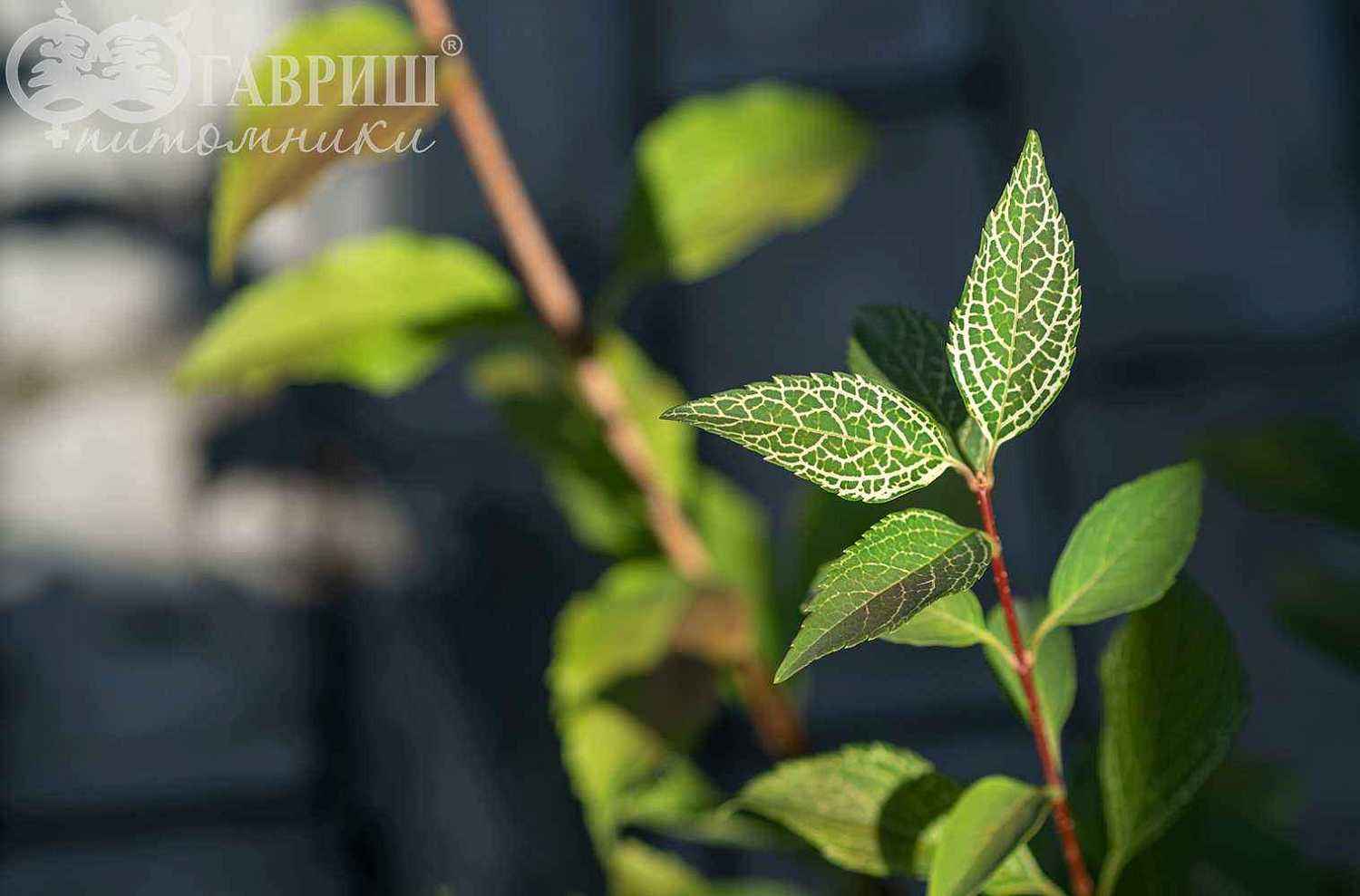 Форзиция промежуточная (корейская) Kumson