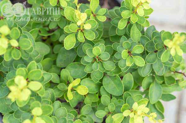 саженцы Барбарис Тунберга Green Cloud