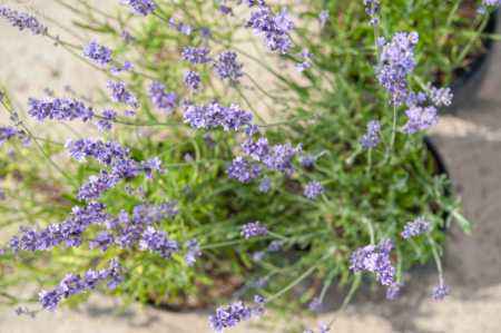 саженцы Лаванда узколистная Hidcote (Hidcote Blue)