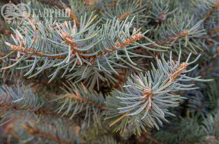 Купить ель колючая fat albert деревья и растения