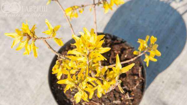 саженцы Форзиция средняя Lynwood