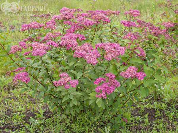 саженцы Спирея японская Anthony Waterer