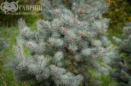 Купить ель колючая iseli fastigiata деревья и растения