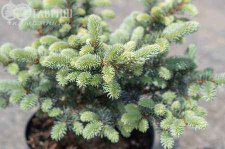 Купить ель колючая glauca globosa деревья и растения