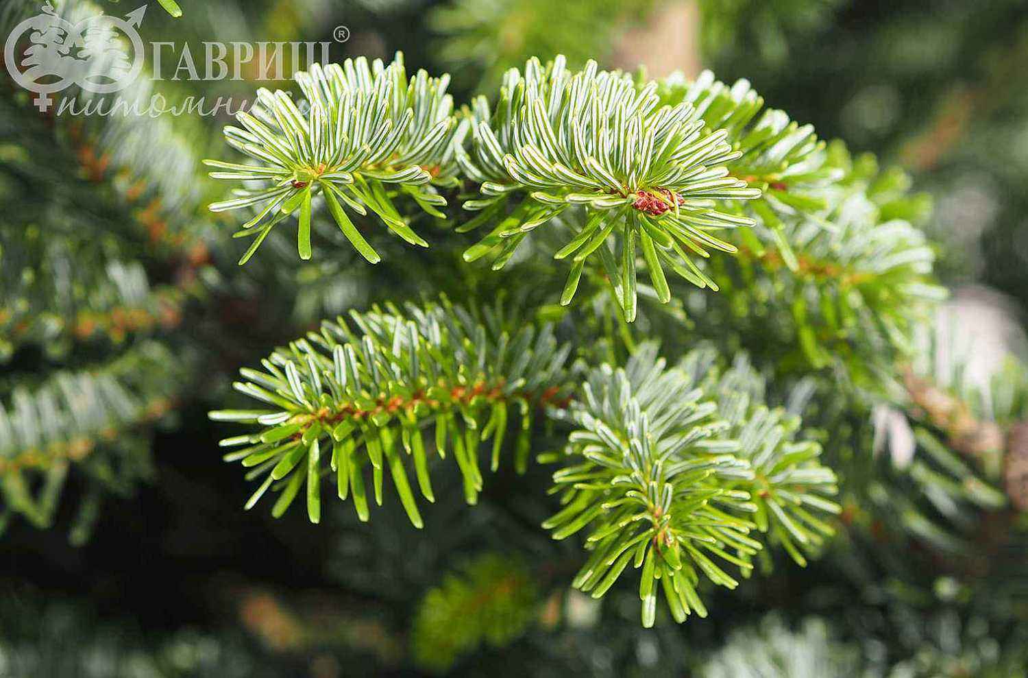 Пихта кавказская (Нордмана)