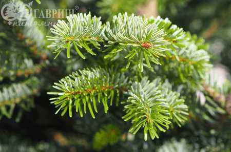 Купить пихта кавказская (нордмана) деревья и растения