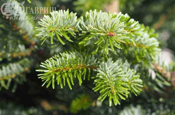 Купить пихта кавказская (нордмана) деревья и растения