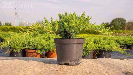 Купить можжевельник лежачий nana деревья и растения