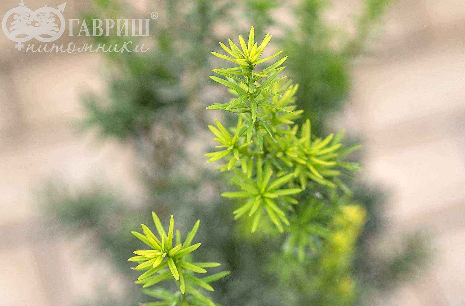 Тис средний Hicksii