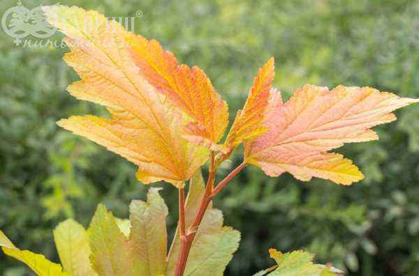 саженцы Пузыреплодник калинолистный  Luteus (var.  Aureus)