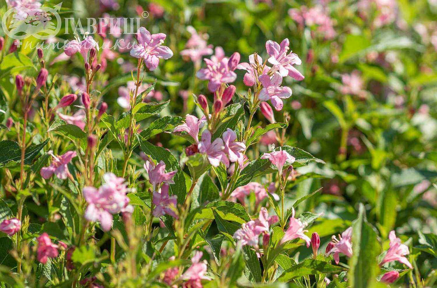 Вейгела цветущая Pink Princess