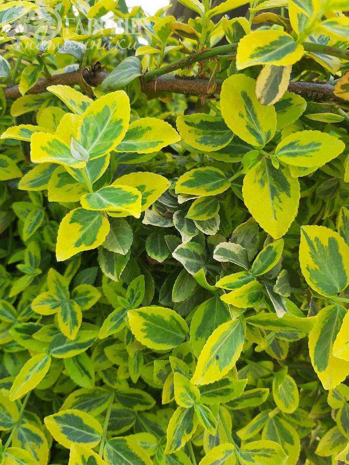 Бересклет Форчуна Emerald Gold