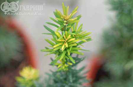 Купить тис ягодный fastigiata robusta деревья и растения