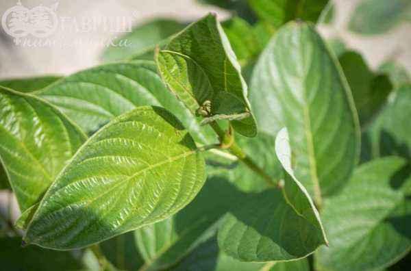 саженцы Дерен отпрысковый Flaviramea