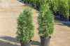 Купить туя западная columna деревья и растения
