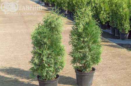 Купить туя западная columna деревья и растения