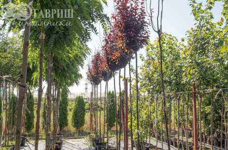 Саженцы слива растопыренная nigra
