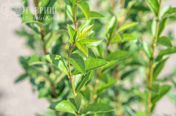 саженцы Бирючина обыкновенная