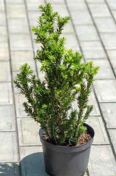 Купить тис средний hillii деревья и растения