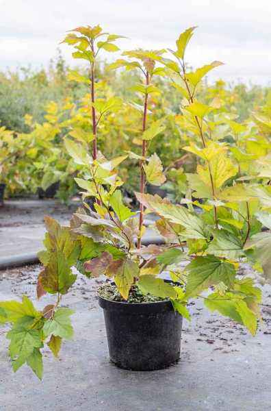 саженцы Пузыреплодник калинолистный  Luteus (var.  Aureus)