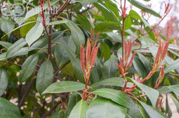 саженцы Фотиния