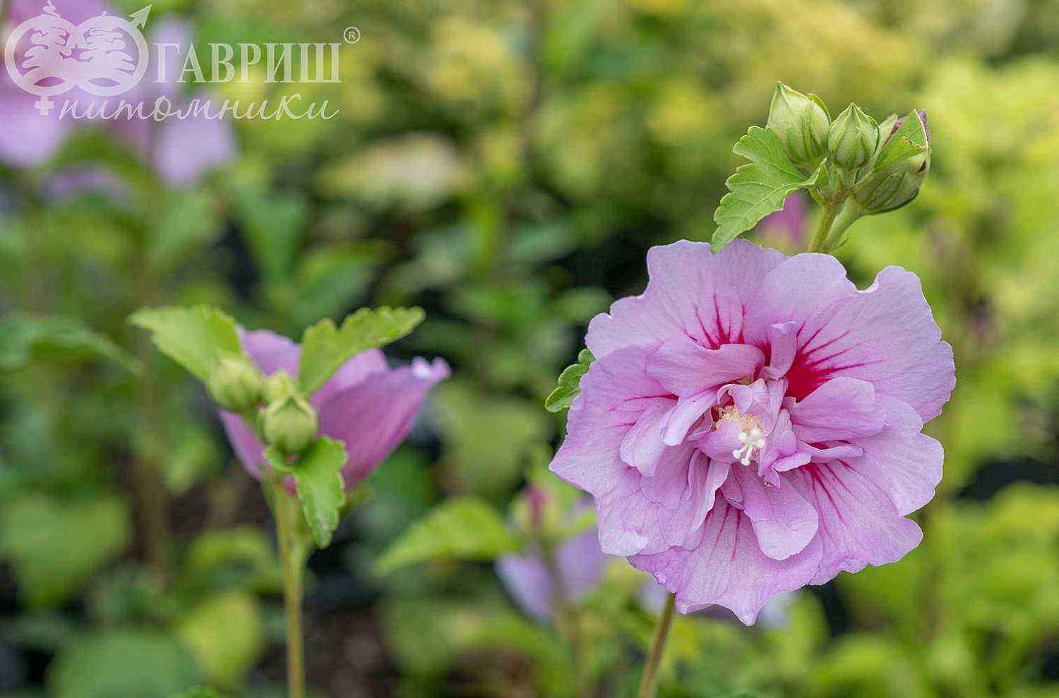 Гибискус сирийский Lavender Chiffon