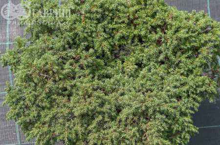 Купить можжевельник обыкновенный repanda деревья и растения