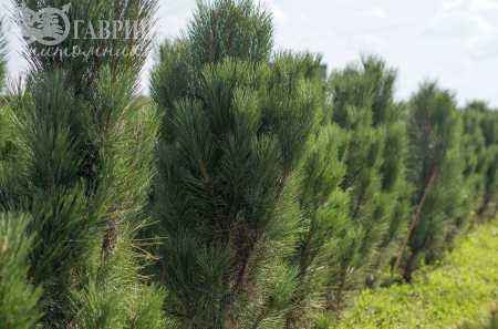 Купить сосна боснийская (гельдрейха) satellit деревья и растения