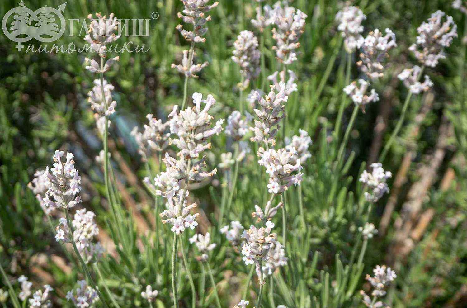 Лаванда узколистная Rosea