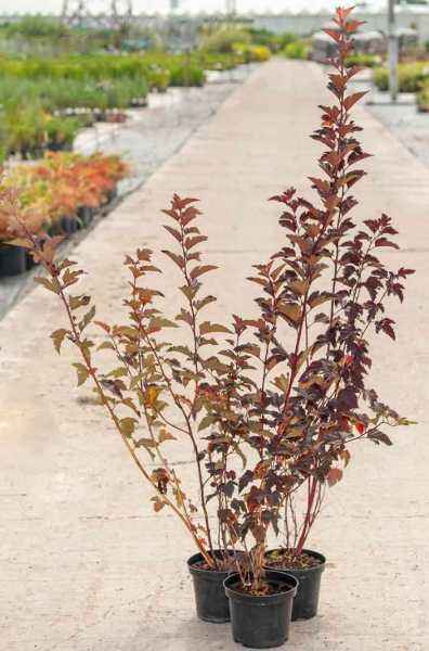 саженцы Пузыреплодник калинолистный Andre