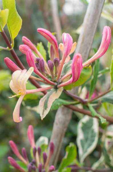 саженцы Жимолость Гекрота Variegata