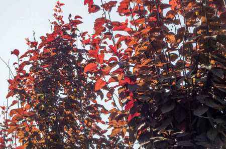 Саженцы слива растопыренная nigra