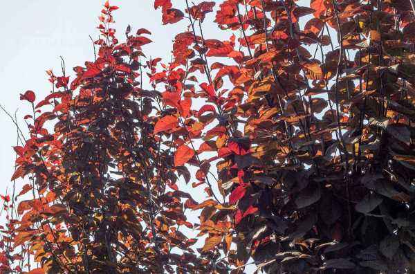 Саженцы слива растопыренная nigra