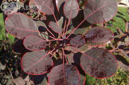 саженцы Скумпия кожевенная Follis Purpureis