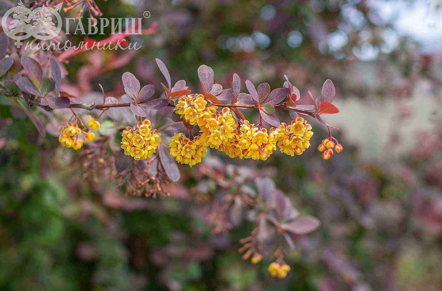 Барбарис Оттавский Superba