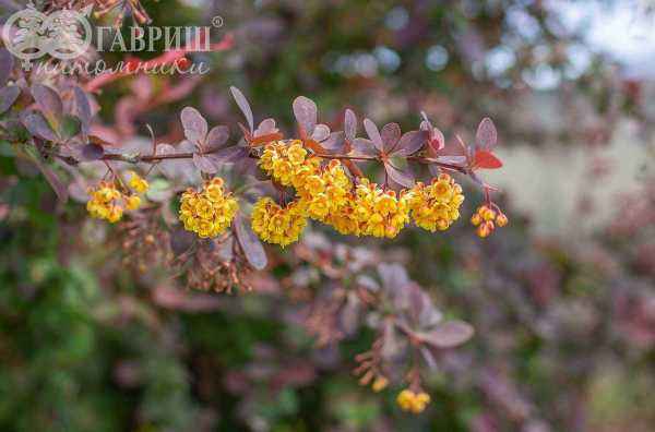 саженцы Барбарис Оттавский Superba