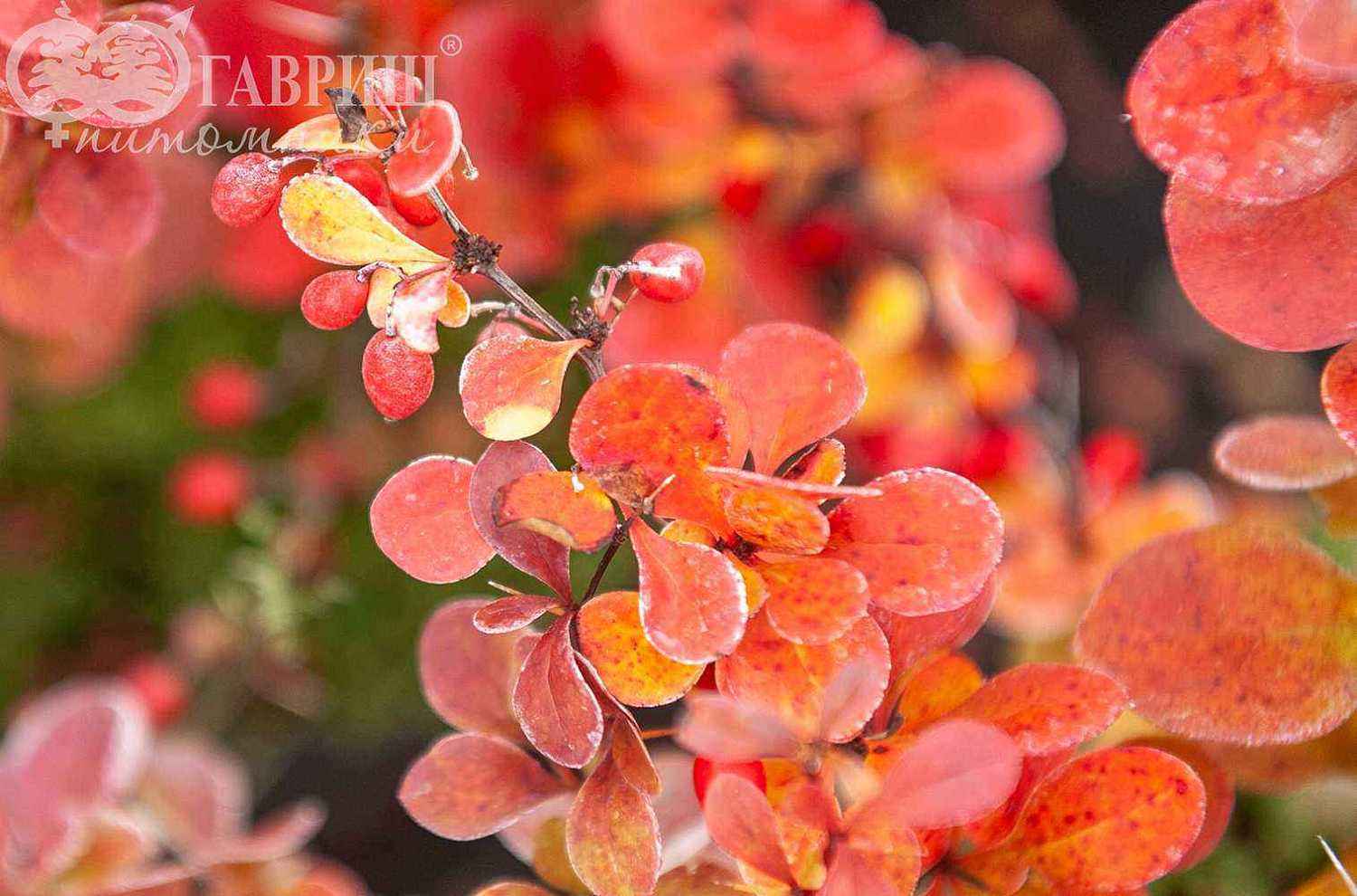 Барбарис Тунберга Red Pillar