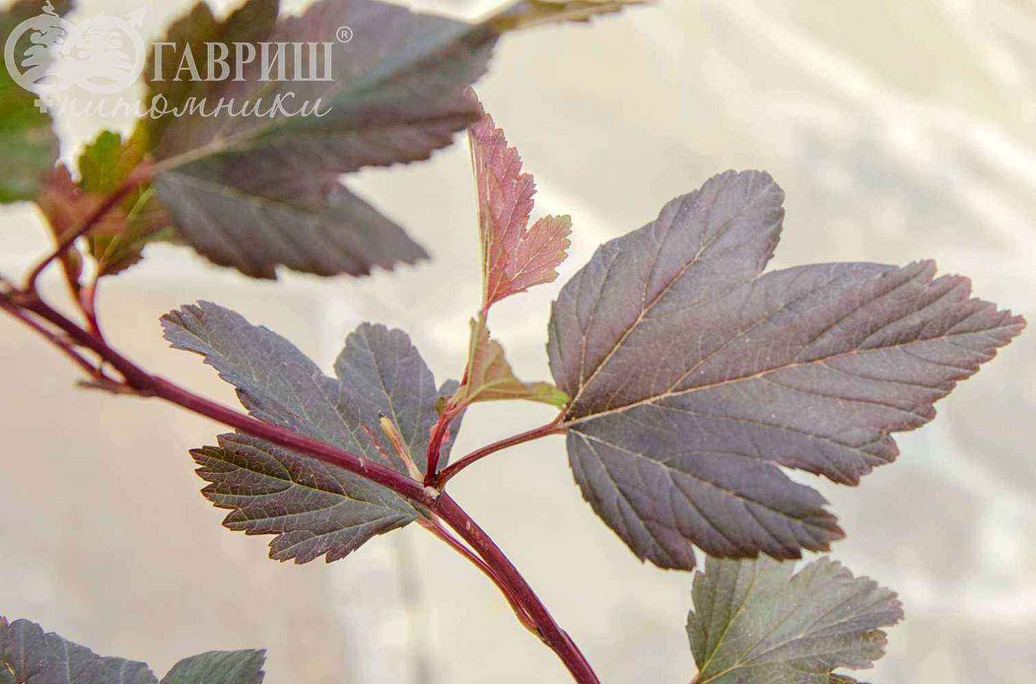 Пузыреплодник калинолистный  Summer Wine (Seward)