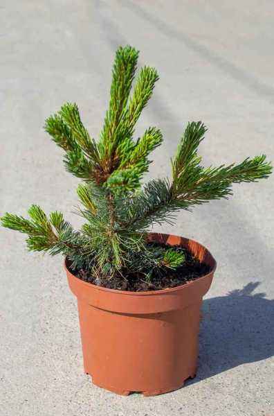 Купить сосна гибкая cheyenne деревья и растения