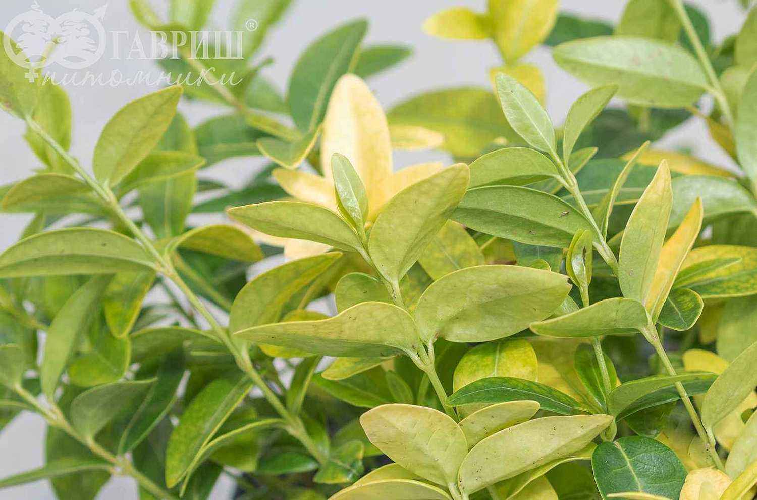 Барвинок малый Mariе