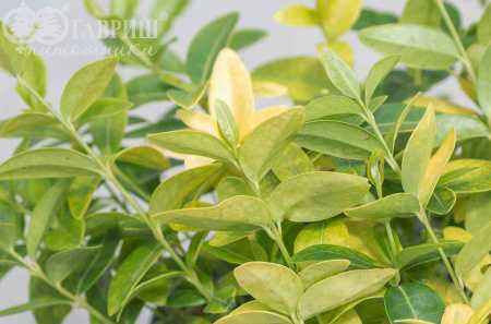 саженцы Барвинок малый Mariе