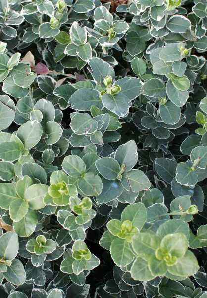 саженцы Бересклет Форчуна Emerald Gaiety