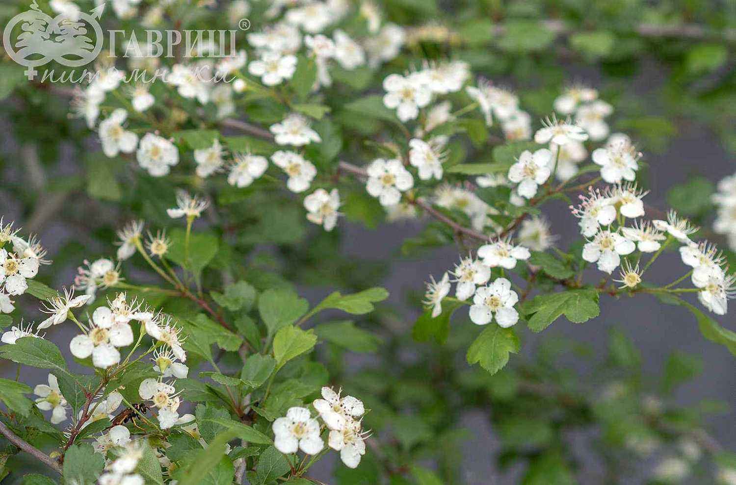 Боярышник обыкновенный (колючий)