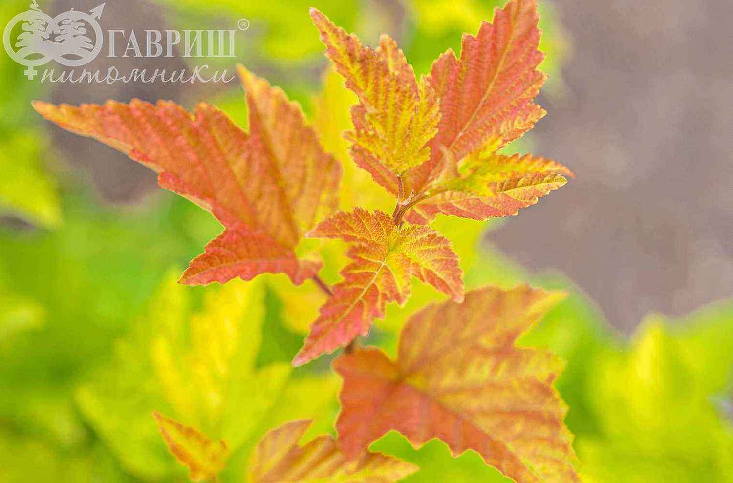 Пузыреплодник калинолистный Nugget