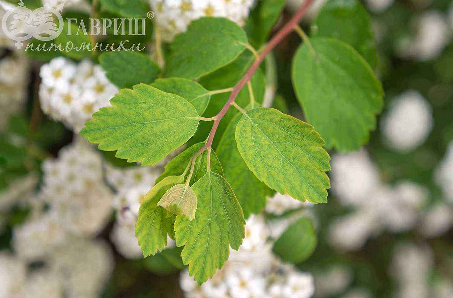 Спирея Vanhouttei