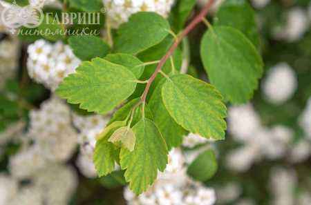 саженцы Спирея Vanhouttei